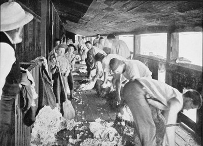 Capannone per la tosatura delle pecore, Queensland, c.1900, da 